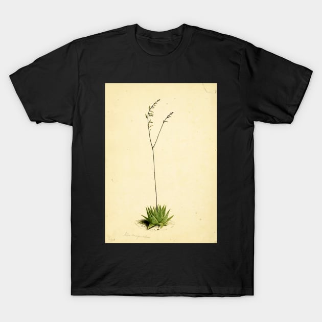 Haworthia limifolia - botanical illustration T-Shirt by chimakingthings